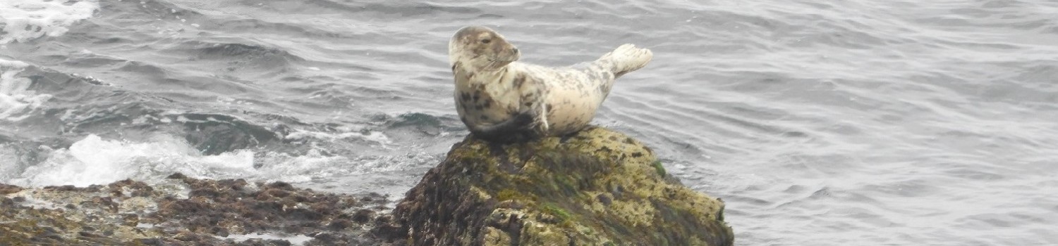 Photo of a juvenile female seal balancing on top of a rock