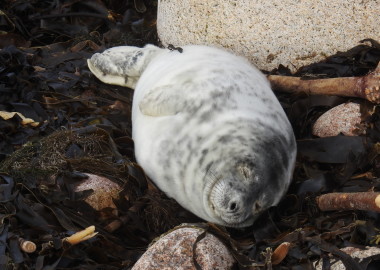 Willow the three week old seal pup