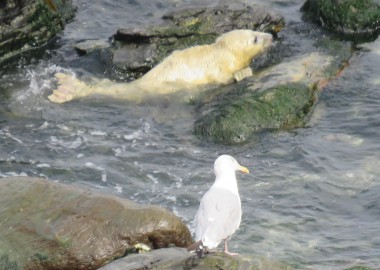 2015 09 03 first grey seal pup rescue of season in Cornwall (1) Looking for Mum in sea