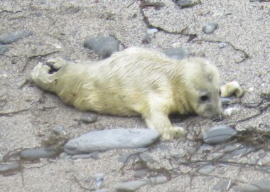 2015 09 03 first grey seal pup rescue of season in Cornwall (3) Suckling the sand