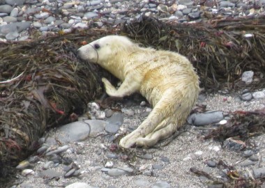2015 09 03 first grey seal pup rescue of season in Cornwall (4) Suckling seaweed