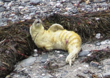 2015 09 03 first grey seal pup rescue of season in Cornwall (4c) Still howling for Mum