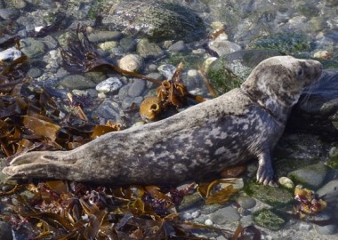 Juvenile Grey seal (Halichoerus grypus) Beast, identifible by its unique coat pattern, treated, rehabilitated and released as a pup by the Cornish Seal Sanctuuary 8 months earlier, with healed rope scars around its neck, entering the sea from a stony beach, North Cornwall, UK, September.