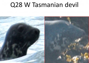 Seal identified on POLPIP survey