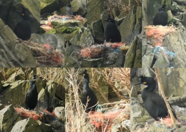 Shags with ghost gear nests