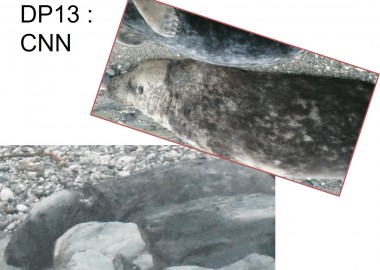 Seal identified on CASPIP survey