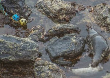 Puffa and pup with ghost gear