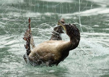 Shag rescue