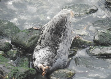 2016 09 05 Pregnant seal going over rocks