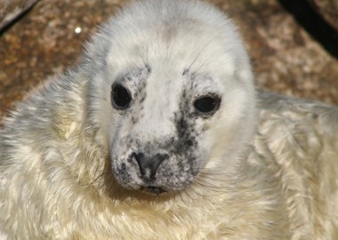 Seal pup beginning to moult