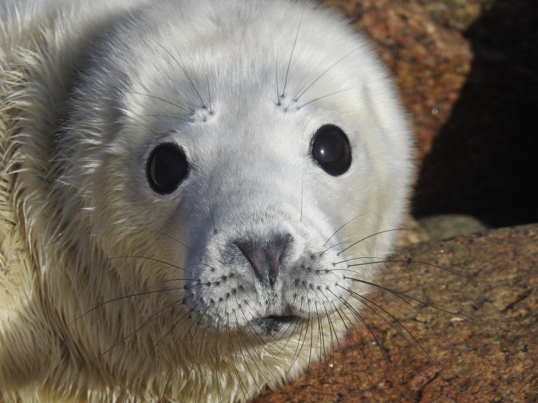 grey-seal-pup-copyright-sue-sayer-www-cornwallsealgroup-co-uk