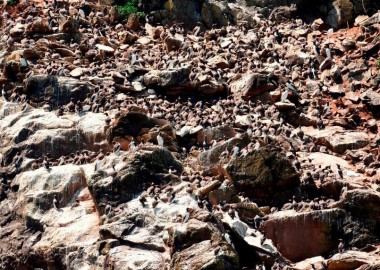 2 guillemots in June