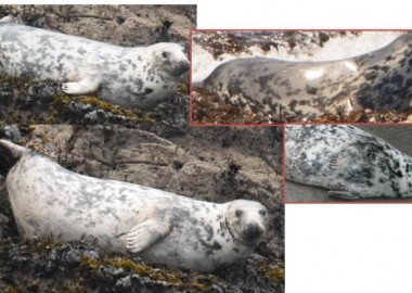 3 Pliers a seal with sightings in NC and WC amd Skomer from Nov survey