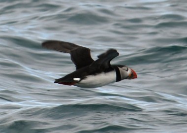 2 Puffin