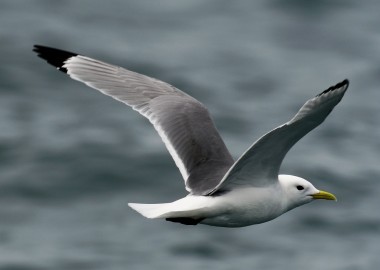 3 Kittiwake