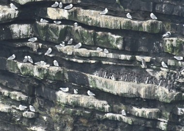 4 Kittiwakes and Auks