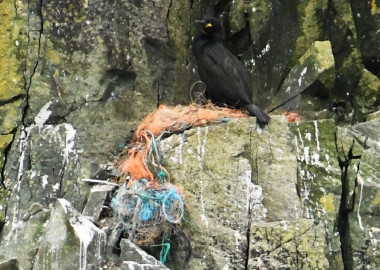 4 Shag with lost fishing gear nest
