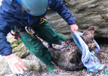 5 Releasing Lucky flipper by Sue Sayer CSGRT