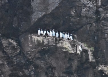 1 Guillemots on ledge