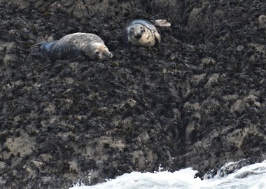 2 Seals on offshore rocks