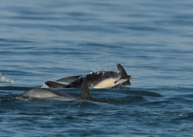5 Common dolphin