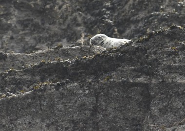 3 Relaxed and resting adult female seal