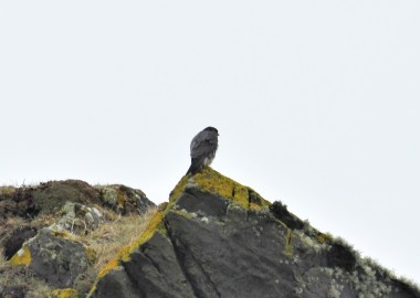 5 Peregrine