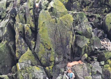 7 Proud shag on nest of ghost gear