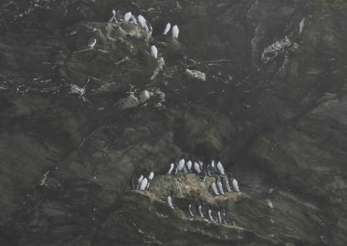 5 Fabulous guillemot ledge