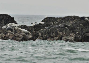 2 Seals hauled at Pentire