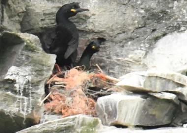 4 Ghost gear Shag nest