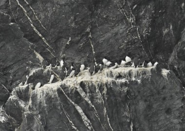 5 Guillemot ledge