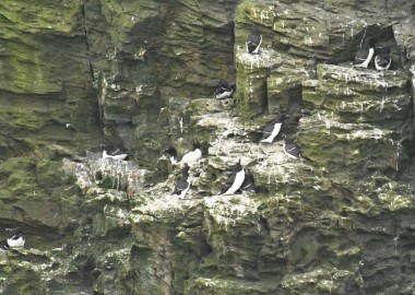 6 Razorbills