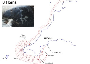 DP1737 Movement map