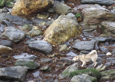 CSGRT Dog 2 biting slowest young seal to get to sea