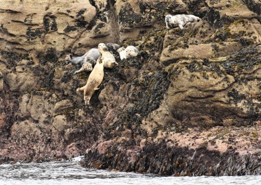 CSGRT Tombstoning pregnant female