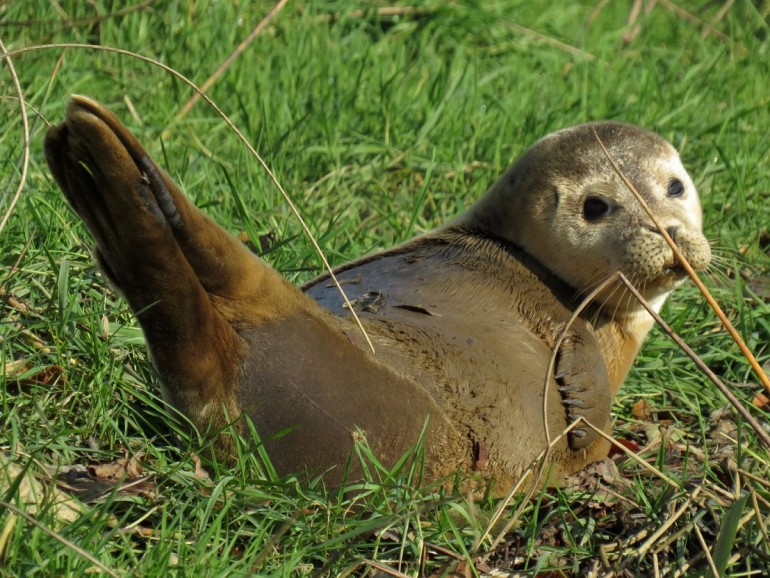 2019 11 05 Fowey Rupert Kirkwood seal tag NL672 from Holland