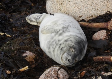 Willow the three week old moulted seal pup c Sue Sayer CSGRT
