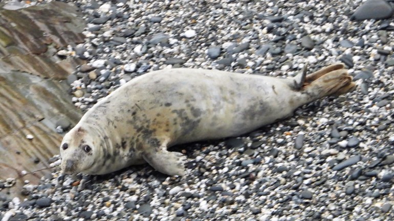 Disturbance This is a worried seal looking at the clifftop Can you feel her anxiety 2020 11 16 MC Sue Sayer DSCN6383