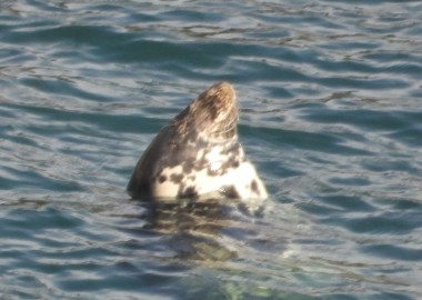 Adult female Lacross sleeping peacefully in St Ives Bay oblvious to all the World Leaders nearby