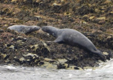 Whilst the G7 activity peaks our seals are able to carry on normally this AM greets a younger female as he hauls out