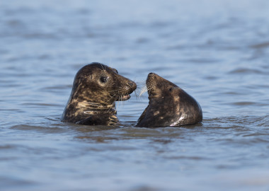 cropped2 Seals in Water