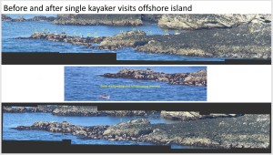 Seal stampede caused by kayaker