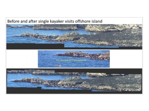 Seal stampede caused by kayaker