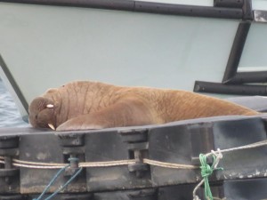 Walrus sleeping peacefully