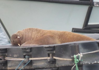 Walrus sleeping peacefully