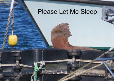 Please let this walrus sleep