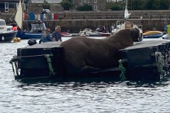 Walrus pontoon on Isles of Scilly