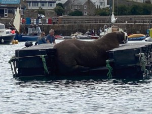 Walrus pontoon on Isles of Scilly