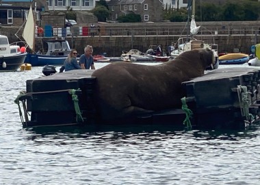 Walrus pontoon on Isles of Scilly
